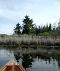 Alder Stream1 5 08.JPG (213471 bytes)