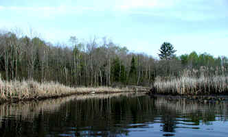 Alder Stream2 5 08.JPG (251946 bytes)