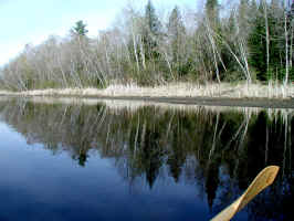 Alder Stream3 5 08.JPG (357219 bytes)