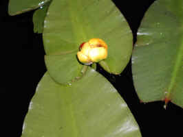 Lotus.JPG (108159 bytes)