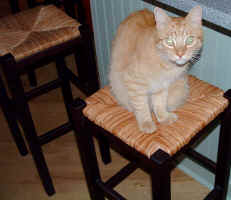 kitty.JPG (326224 bytes)